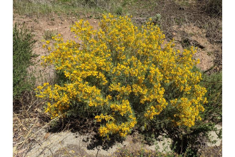 Senna artemisioides -1665