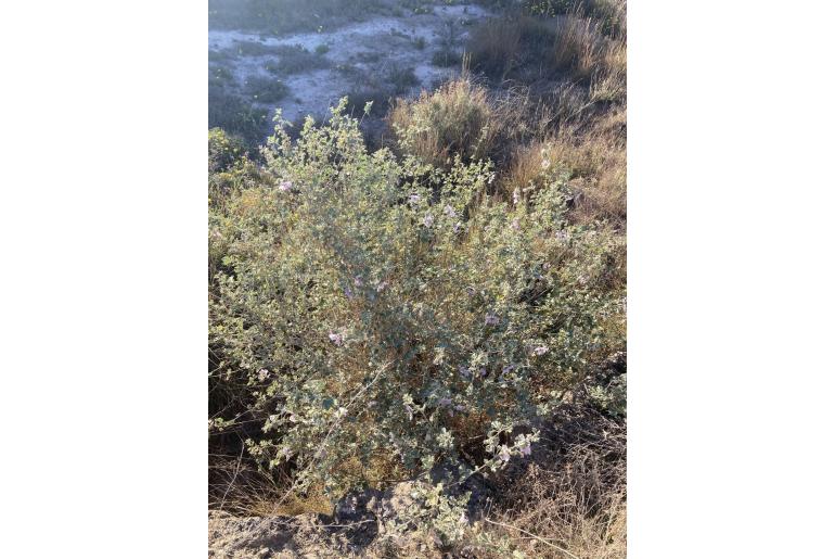 Malva subovata Malva subovata -1667