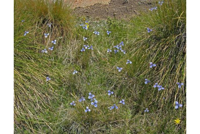 Drakensberg moraea