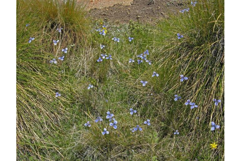 Moraea dracomontana 1668