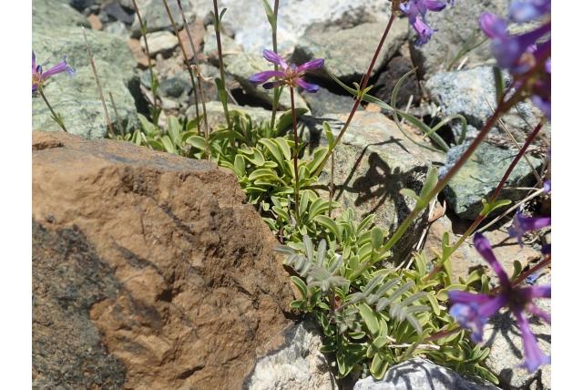 Grote mooie penstemon