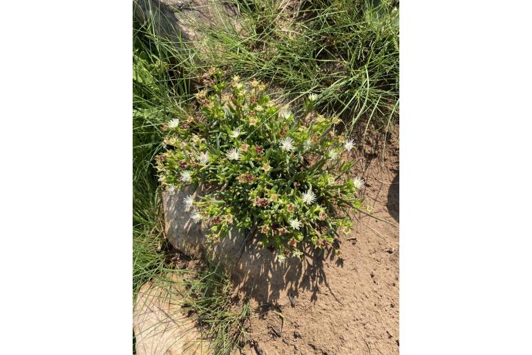 Delosperma lineare -1688