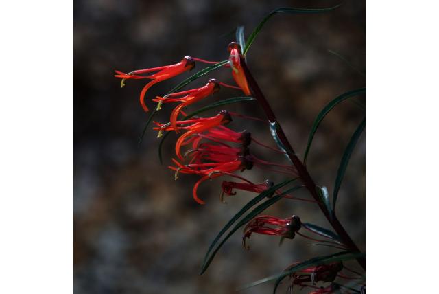 Mexicaanse lobelia