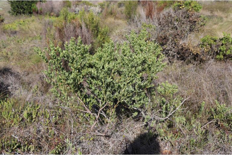 Agathosma apiculata -1718