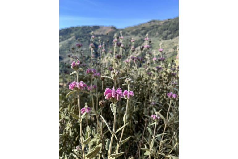 Phlomis purpurea -1732