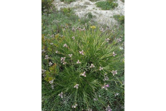 Struikachtige ptilostemon