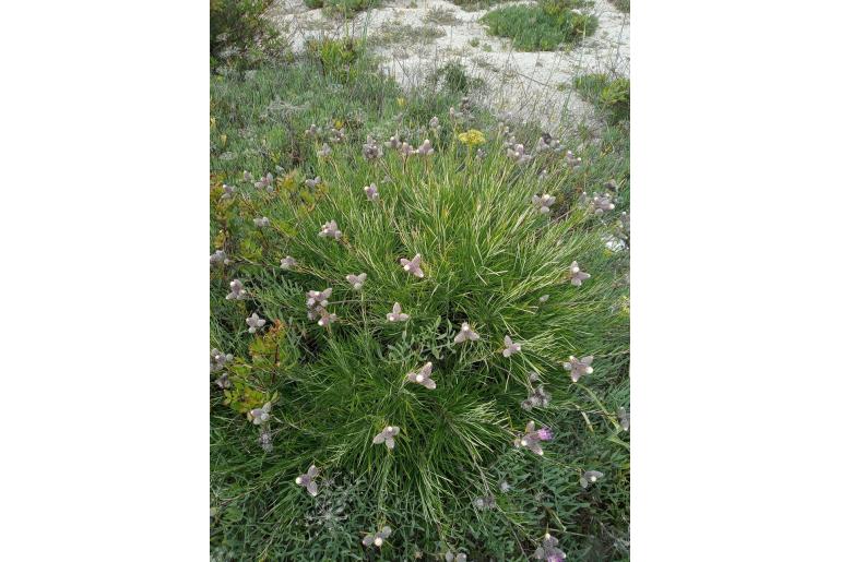 Ptilostemon chamaepeuce&nbsp;1738