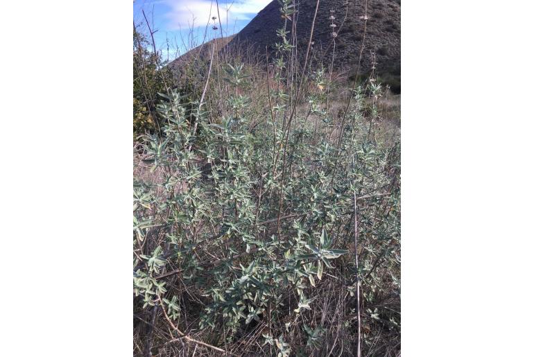 Salvia leucophylla 1749