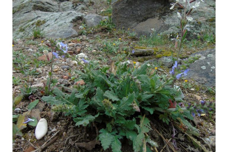 Salvia verbenaca -1758