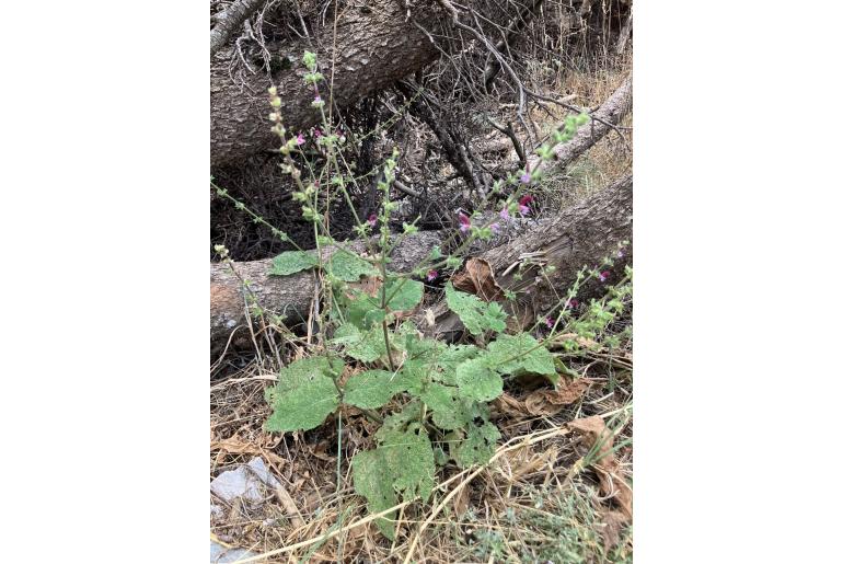 Salvia viscosa -1759