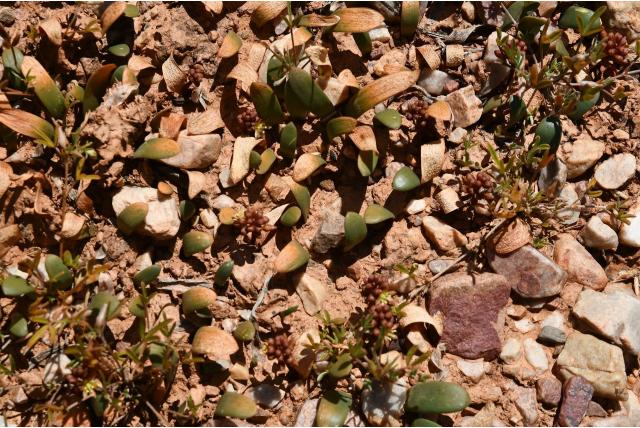 Dicht gebloeid Austronea