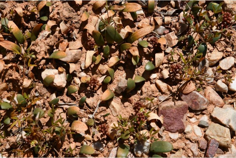 Drimia densiflora&nbsp;1762