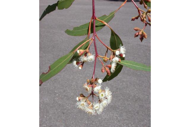 Vallei Eucalyptus
