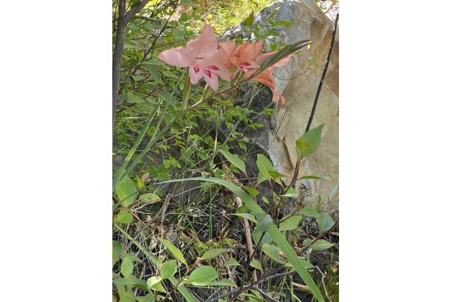 Lange bloemdekbuis gladiolus