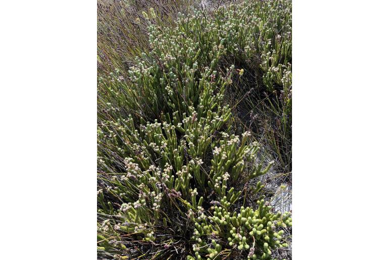 Berzelia incurva&nbsp;1790