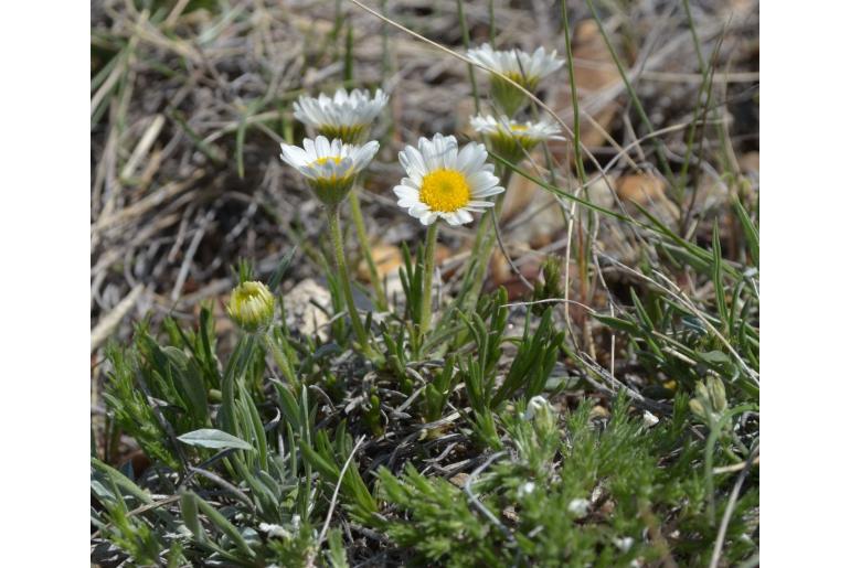 Erigeron radicatus -1807