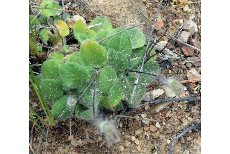 Pelargonium ladysmithianum 1815