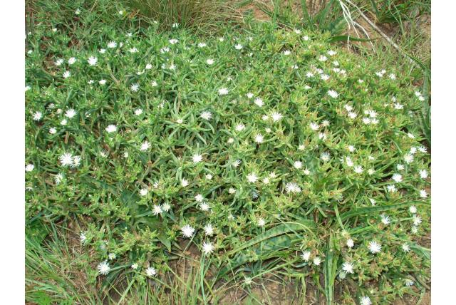 Kruidachtige ijsbloem