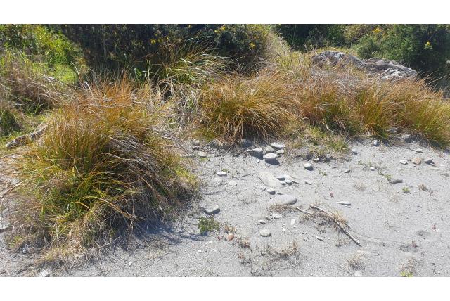 Spiraalvormige Ficinia Spiraalvormige Ficinia