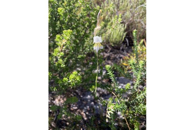 Juncus-geurende gladiolus