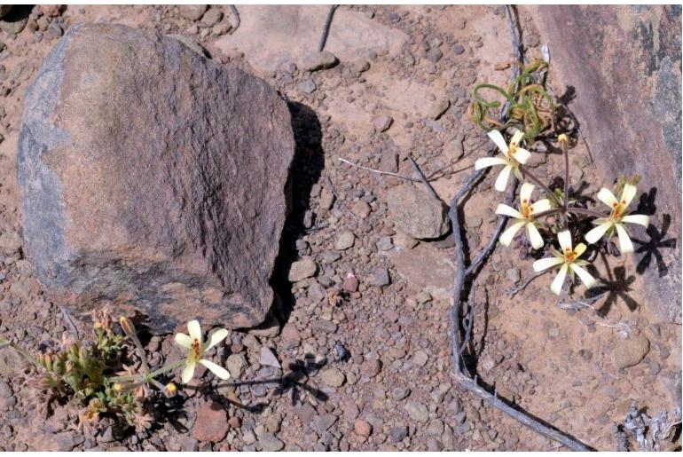 Pelargonium luteopetalum 1829