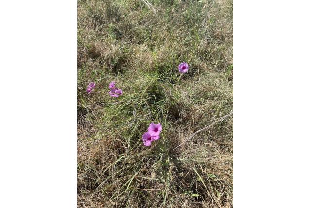 Slankbladige ipomoea