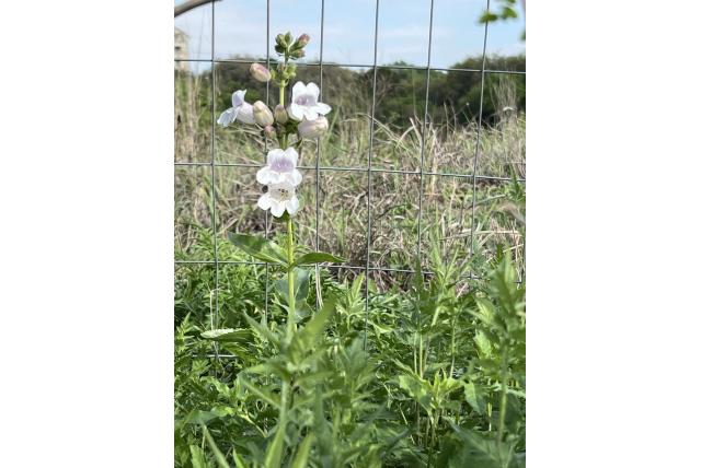 Cobaea's penstemon