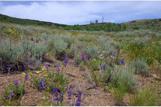Blauwe penstemon