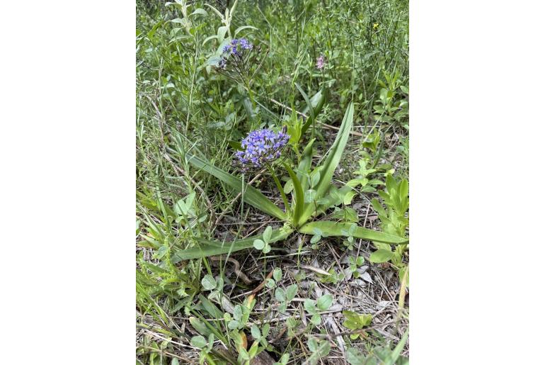 Scilla peruviana -1900
