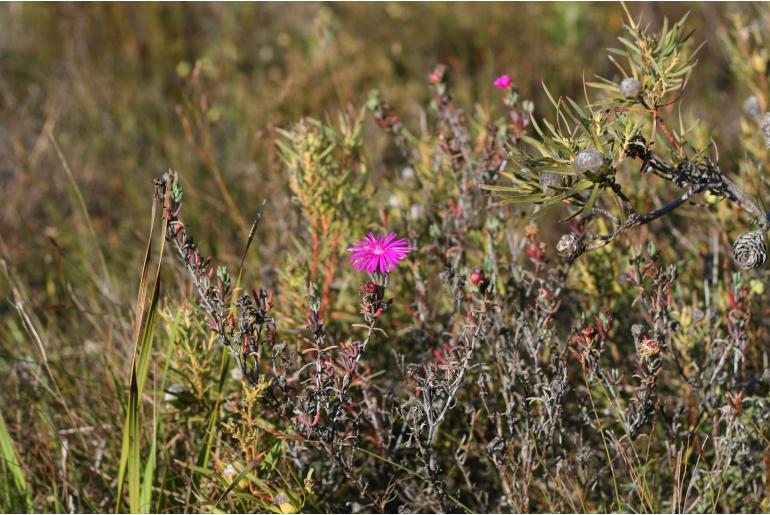 Lampranthus zeyheri 1906
