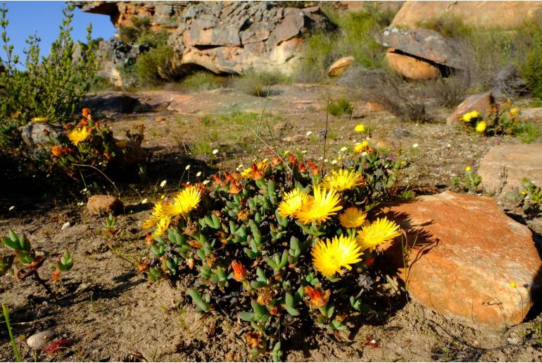 Lampranthus glaucus -1908