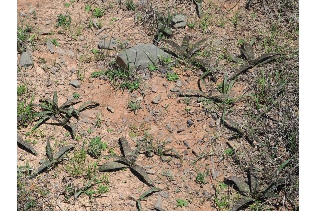 Woestijn Afrikaanse hyacint Woestijn Afrikaanse hyacint