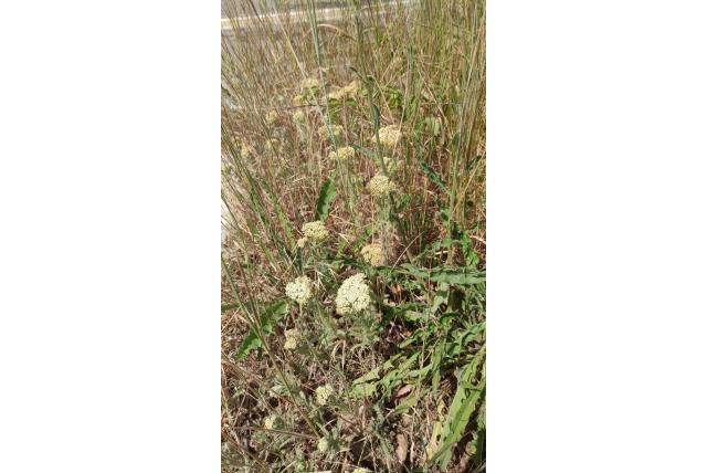 Crithmumachtige-blad duizendblad