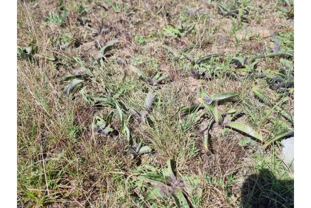 Ruwbladige ledebouria Ruwbladige ledebouria