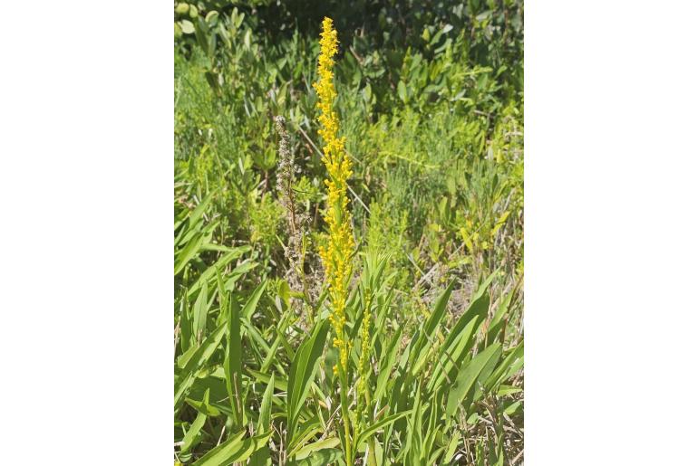 Solidago mexicana 1926