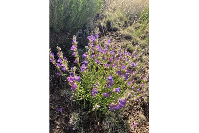 James’s penstemon