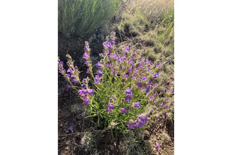 Penstemon jamesii 1927