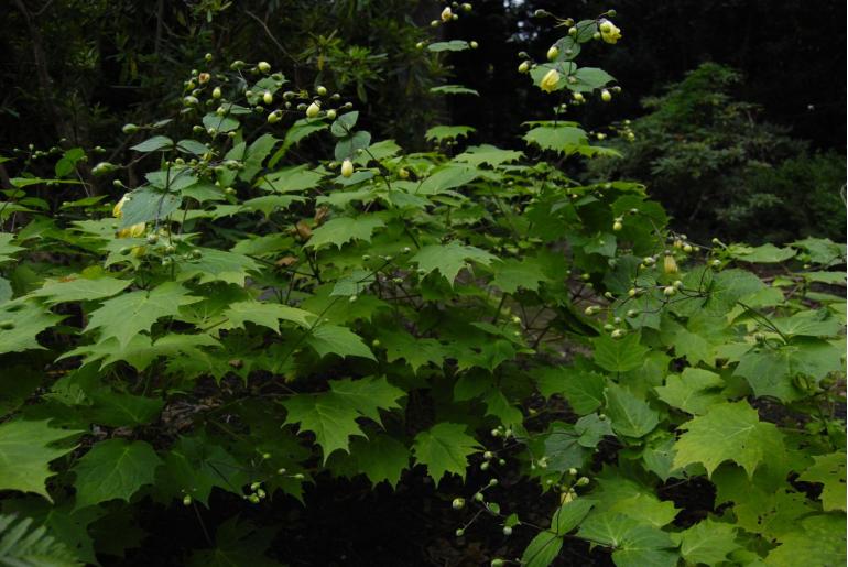 Kirengeshoma palmata 1931