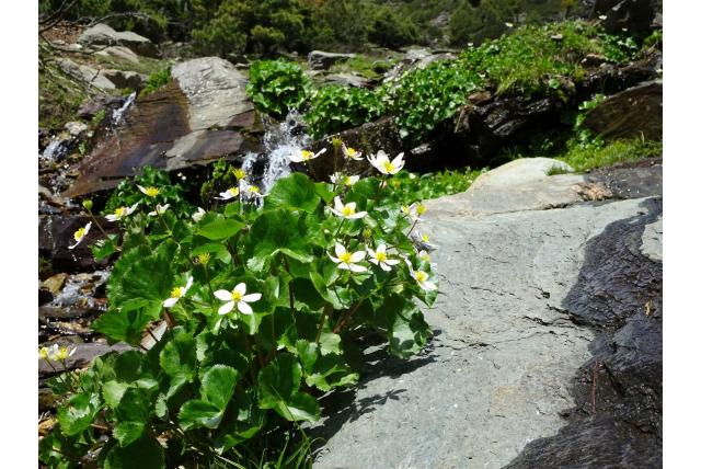 Witte gewone dotterbloem