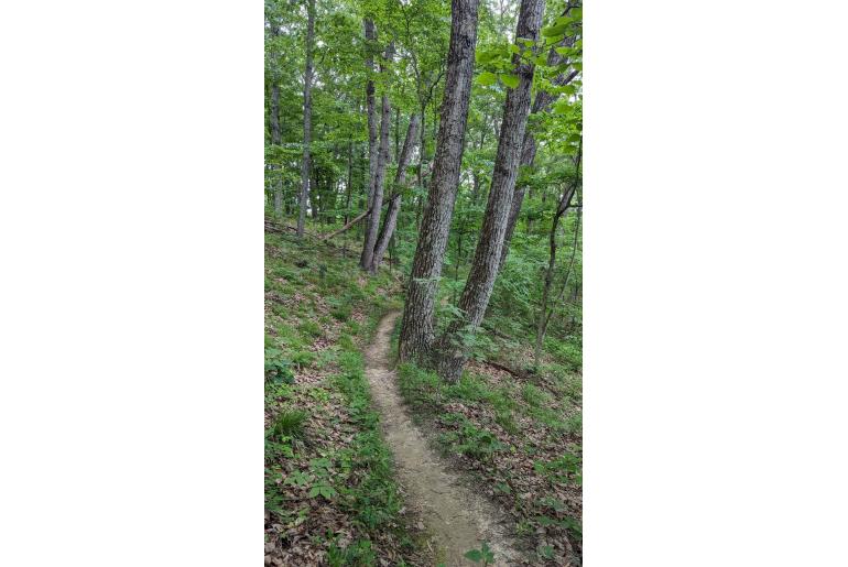 Quercus montana 1947