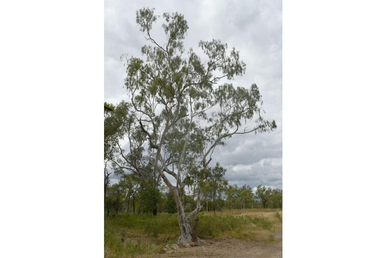 Eucalyptus camaldulensis ssp obtusa 1948