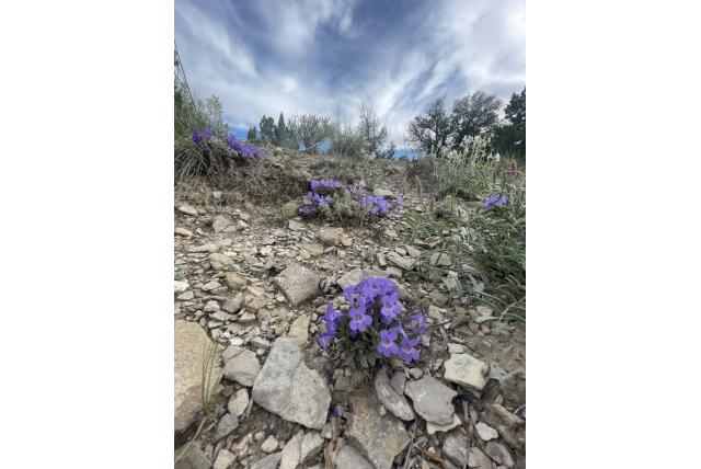 Duchesne's penstemon