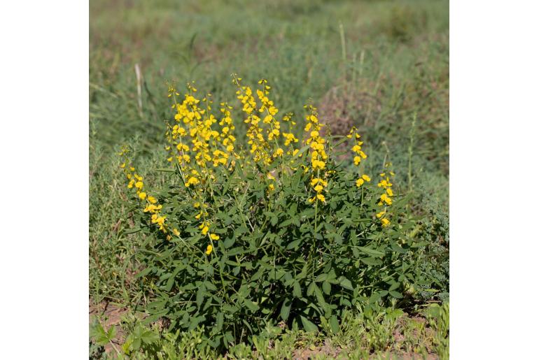 Crotalaria dissitiflora ssp benthamiana -1951