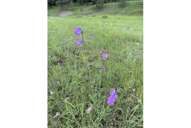 Nieuw-Mexico penstemon