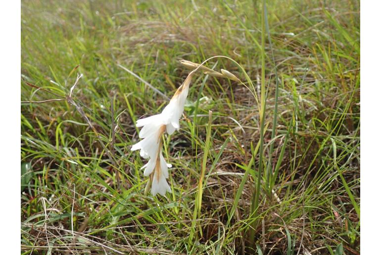 Dierama argyreum 1963