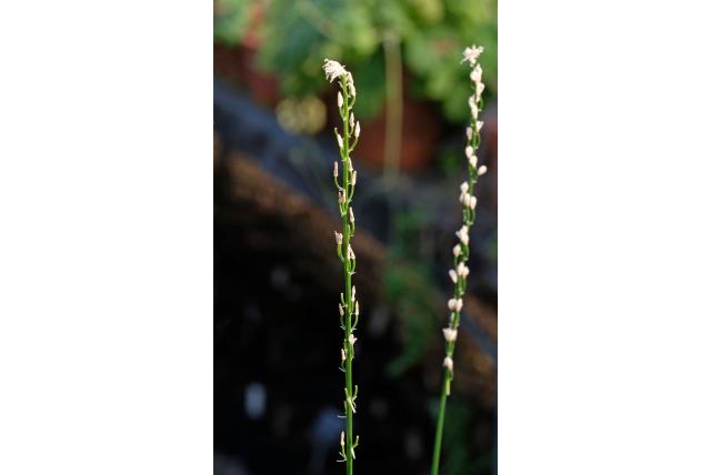 Bescheiden drimia