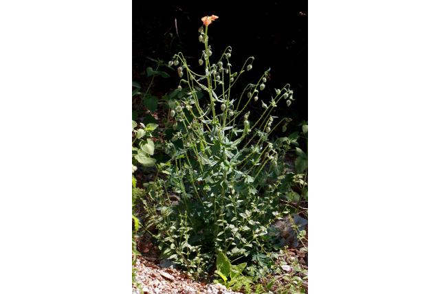 Persische papaver