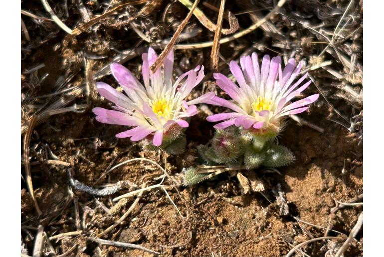 Delosperma hirtum&nbsp;1998
