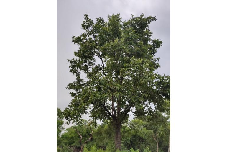 Terminalia elliptica 2004