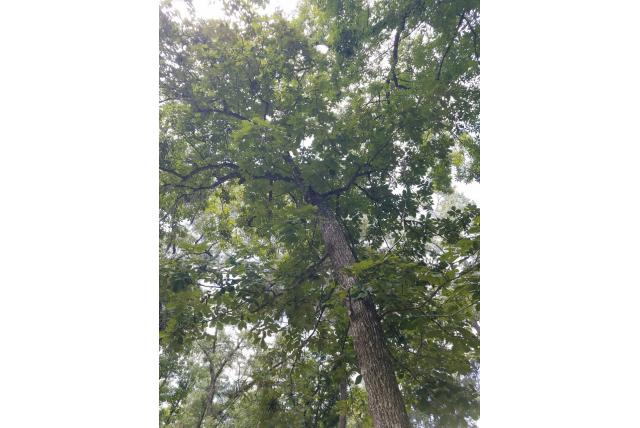 Mockernoot hickory